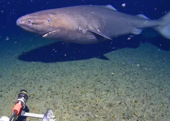 First-Ever Shark Filmed in Antarctic Waters Challenges Long-Held Beliefs