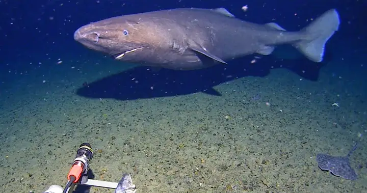 First-Ever Shark Filmed in Antarctic Waters Challenges Long-Held Beliefs