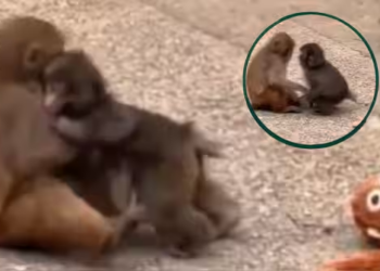 Watch: Does Punch the Monkey Have a Girlfriend? Viral VIdeo Sparks Speculation
