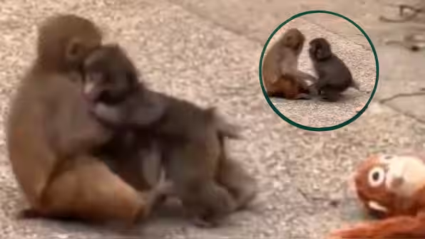 Does Punch the Monkey Have a Girlfriend? Viral VIdeo Sparks Speculation