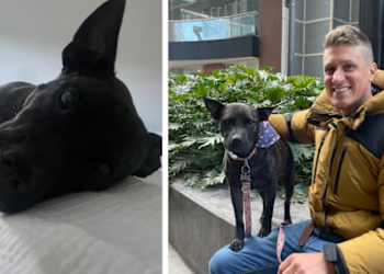 Man Builds Cancer Vaccine For Dog Using AI, Without Any Medical Training