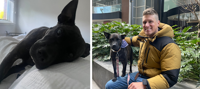 Man Builds Cancer Vaccine For Dog Using AI, Without Any Medical Training