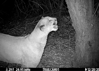 Utah Is Killing Cougars for Science and People Are Furious
