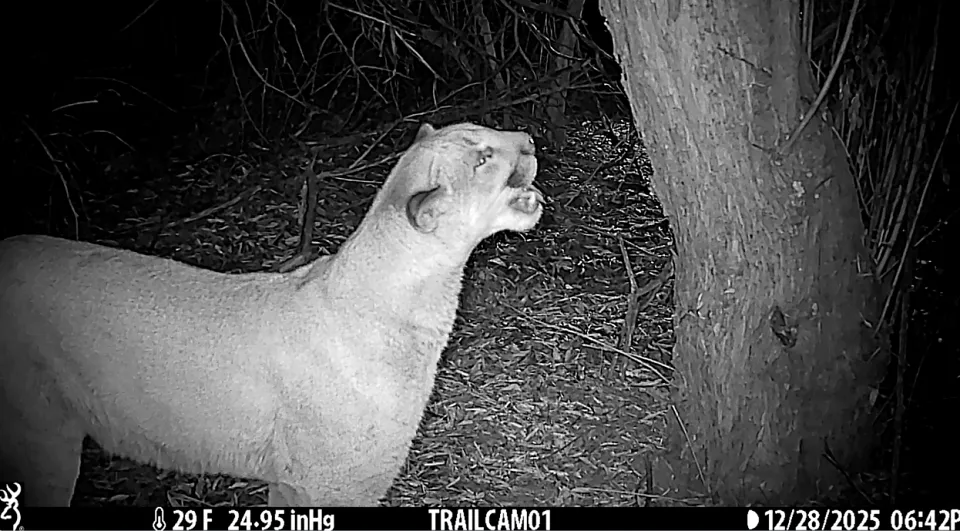 Utah Is Killing Cougars for Science and People Are Furious
