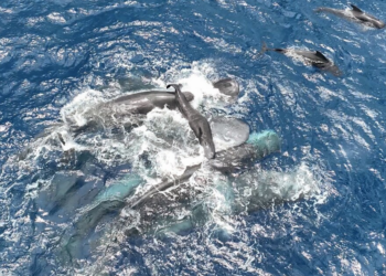 Watch: Scientists Capture Rare Footage of Sperm Whales Helping a Mother Give Birth