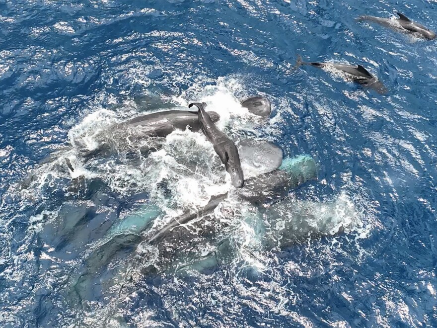 Watch: Scientists Capture Rare Footage of Sperm Whales Helping a Mother Give Birth