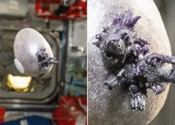 “Spudnik-1” Explained: Strange Black Object on ISS Identified as Orbiting Potato