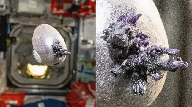 “Spudnik-1” Explained: Strange Black Object on ISS Identified as Orbiting Potato