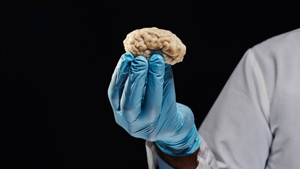 Frozen Brain Revived: Scientists Achieve Cryopreservation Breakthrough