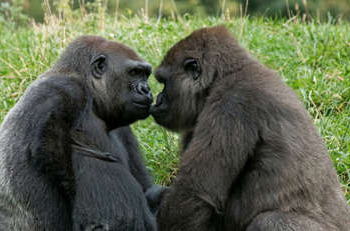 Chimps Turn on Their Own in ‘Civil War,’ Study Finds