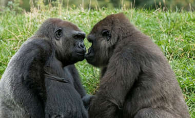 Chimpanzee