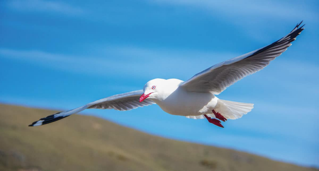 Seagulls Are Watching, Waiting and Launching Coordinated Attacks on Humans