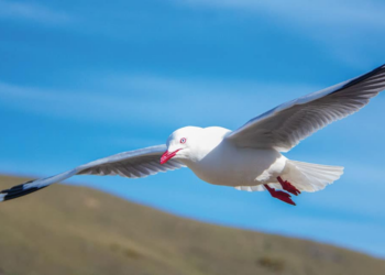 Seagulls Are Watching, Waiting and Launching Coordinated Attacks on Humans