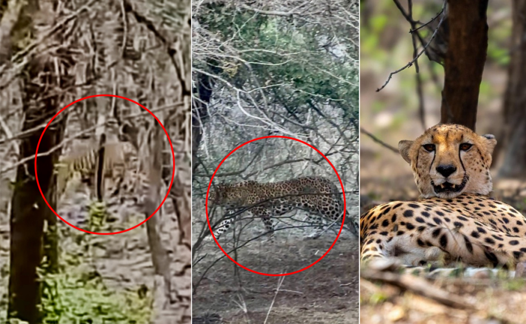 Ranthambore
