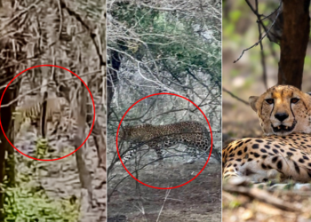 Ranthambore Rare Sighting: Tiger, Cheetah, and Leopard Spotted Together In Stunning Wildlife Moment