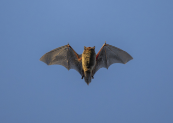 Alphacoronavirus KY43: Scientists Flag New Bat Virus With Pandemic Potential