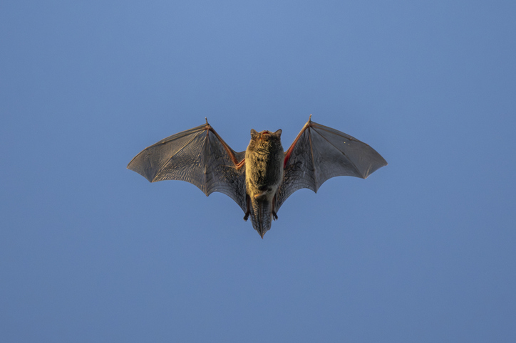 Alphacoronavirus KY43: Scientists Flag New Bat Virus With Pandemic Potential