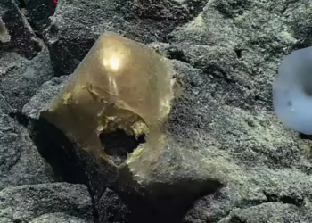 Scientists Crack ‘Golden Egg’ Mystery: It Was Never an Egg