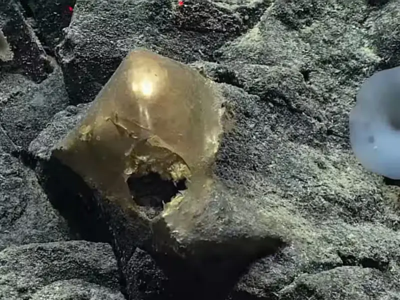 Scientists Crack ‘Golden Egg’ Mystery: It Was Never an Egg