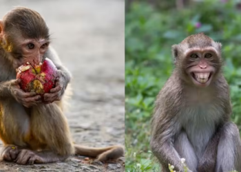 Why Gibraltar’s Monkeys Are Eating Dirt After Junk Food