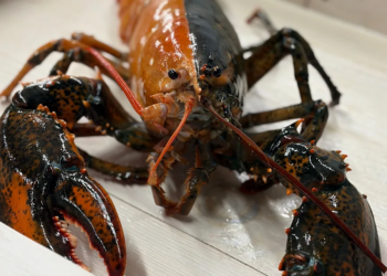 Rare Split-Colored Lobster Found Off Cape Cod Stuns Scientists and Fishermen