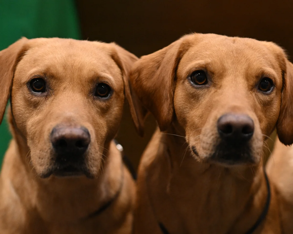 Dog's Brain Shrunk By 46% During Domestication: Study