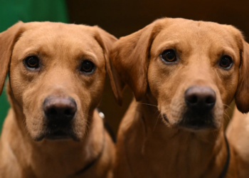 Dog’s Brain Shrunk By 46% During Domestication: Study