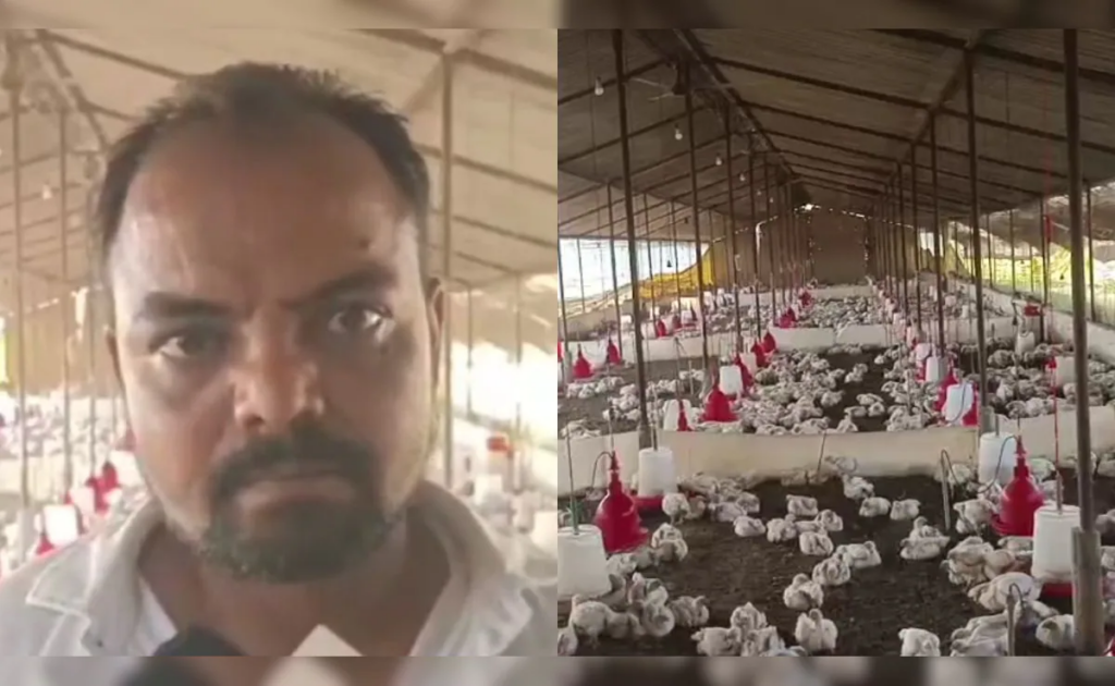 Loud DJ at Wedding Triggers Cardiac Arrest in 140 Chickens