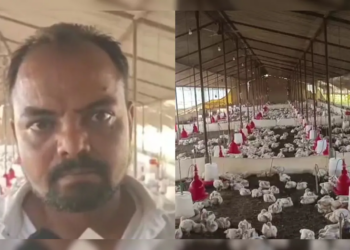 Loud DJ at Wedding Triggers Cardiac Arrest in 140 Chickens