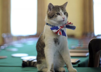 Larry the Cat Steals Spotlight as UK Political Crisis Deepens: ‘Whether Starmer Stays or Goes…’