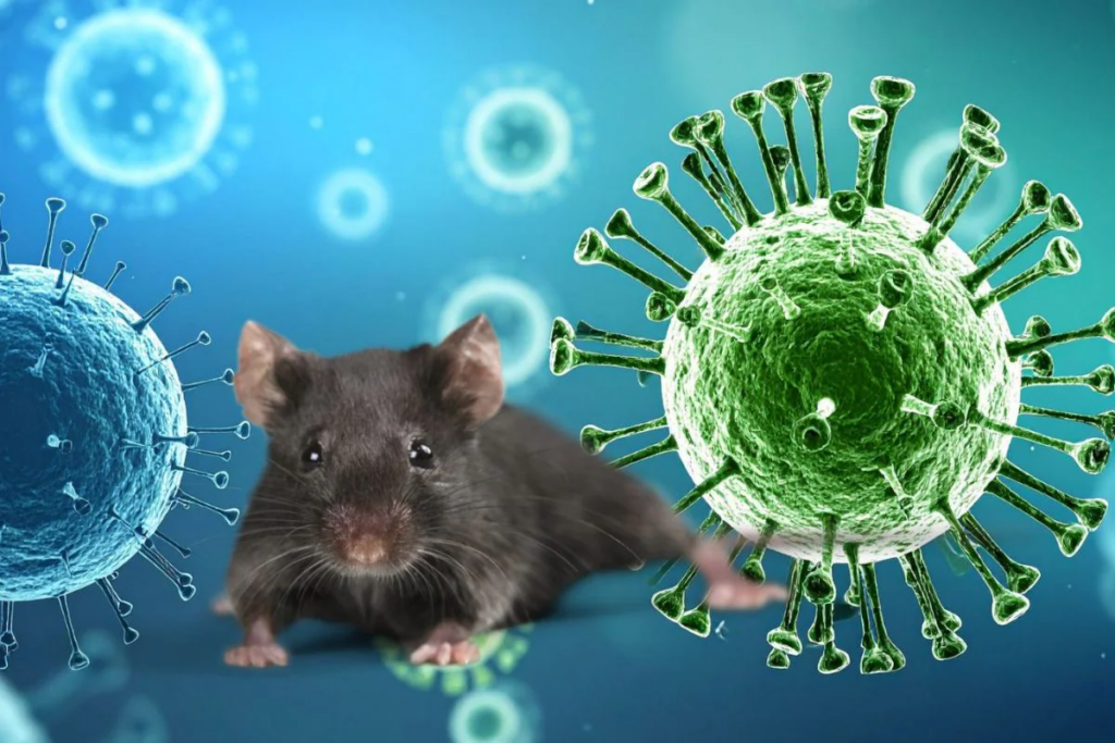 WHO Warns Countries to Prepare for More Hantavirus Cases. Could It Become Another Covid-19?