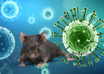 WHO Warns Countries to Prepare for More Hantavirus Cases. Could It Become Another Covid-19?
