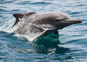 ‘They’ve Spilled the Beans’: Iran Reacts to ‘Kamikaze Dolphin’ Reports