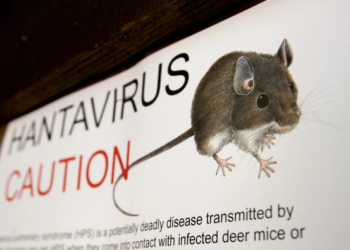 What Is Hantavirus? Symptoms, and How to Stay Safe