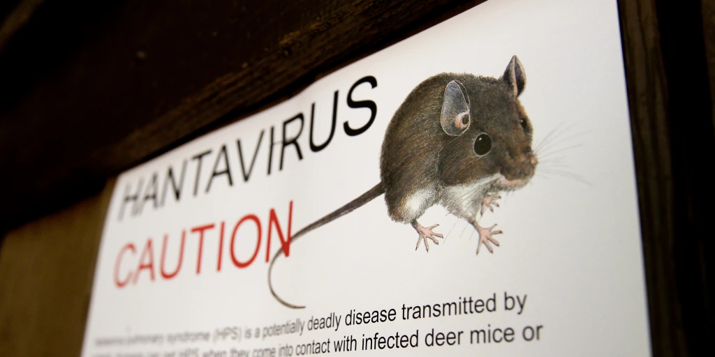 What Is Hantavirus? Symptoms, and How to Stay Safe