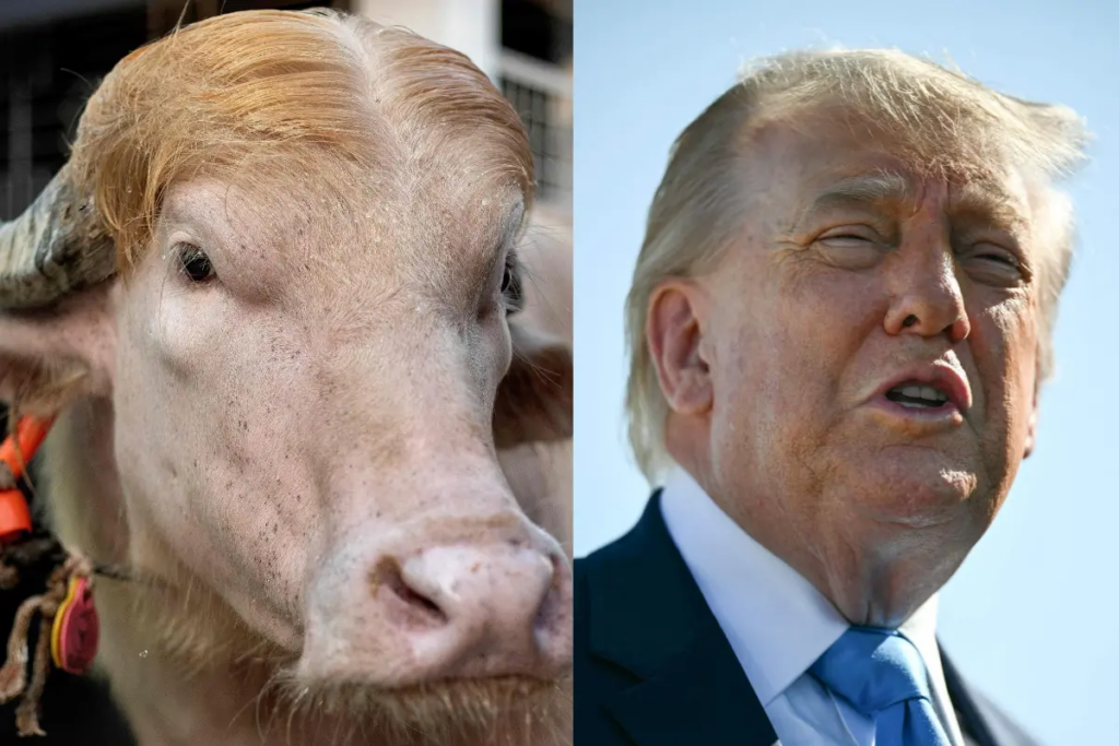 Viral ‘Trump’ Buffalo in Bangladesh Is Losing Weight As Crowds Flock to See Social Media Sensation