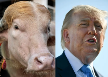 Viral ‘Trump’ Buffalo in Bangladesh Is Losing Weight As Crowds Flock to See Social Media Sensation