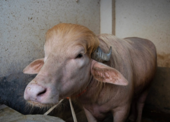 Iran Trolls Trump After Viral “Lookalike Buffalo” From Bangladesh Becomes Eid Sensation