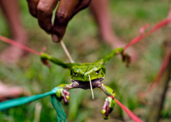 What Is Kambo? The Frog Venom Ritual Linked to a British Man’s Death