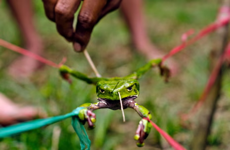 What Is Kambo? The Frog Venom Ritual Linked to a British Man’s Death