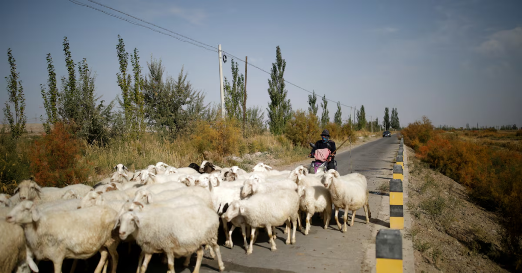 Why Thousands of Young Chinese Are Applying For Shepherd Jobs in Remote Grasslands