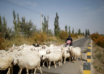 Why Thousands of Young Chinese Are Applying For Shepherd Jobs in Remote Grasslands