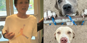 Florida Dog Owner Fakes Heart Attack To Avoid Arrest After Pets ‘Ripped Apart’ Woman