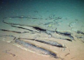 Scientists Discover World’s Largest Whale Graveyard 7 Kilometers Beneath the Indian Ocean