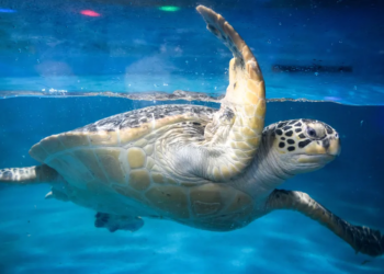 China’s ‘Spy Turtles’ Claim Explained: Beijing Says Sensor-Equipped Marine Animals Threaten National Security