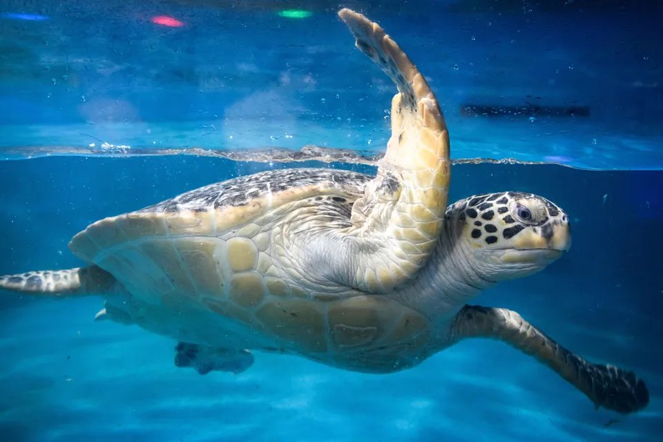 China's 'Spy Turtles' Claim Explained: Beijing Says Sensor-Equipped Marine Animals Threaten National Security