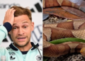 FIFA World Cup 2026: Why Venomous Snakes Are Becoming Germany’s Most Unexpected Opponent