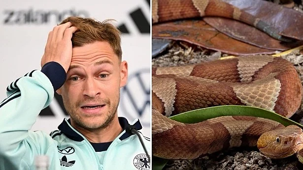 Snakes