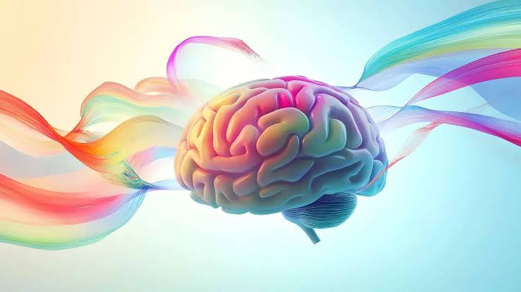Brain