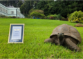Jonathan The Tortoise Is 194 Years Old And Now Officially a Guinness World Records Icon